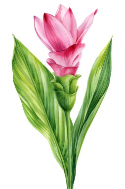 Tropik pembe çiçek ve yapraklar, zerdeçal izole edilmiş arka plan suluboya resimli el çizimi egzotik flora. Yüksek kaliteli illüstrasyon