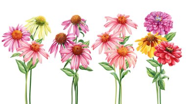 Çiçekler, suluboya buketler. Çiçek pastel botanik düzenlemesi. Ekinezya çiçekleri, yaz bitkilerini boyamak. Yüksek kaliteli illüstrasyon