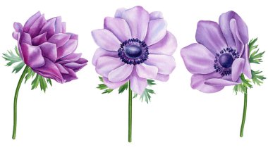 Suluboya mor çiçek. Anemone elle boyanmış soyut botanik resim, beyaz arka planda. Flora Moda Mor Tasarım, Kart. Yüksek kaliteli illüstrasyon