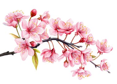 Suluboya sakura, pembe kiraz çiçekleri. İzole olmuş pembe yapraklar, çiçek, dal. İlkbahar çizimi tasarla. Yüksek kaliteli illüstrasyon
