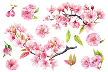 Suluboya sakura çiçekleri seti, izole edilmiş çiçek unsurları tasarımı, çiçek çizimi. Pembe kiraz çiçeği dalı. Yüksek kaliteli illüstrasyon
