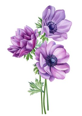 Klasik bir çiçek. İzole edilmiş beyaz arka planda kır çiçekleri şakayığı. Suluboya el çizimi botanik çizimi, bitki örtüsü. Yüksek kaliteli illüstrasyon