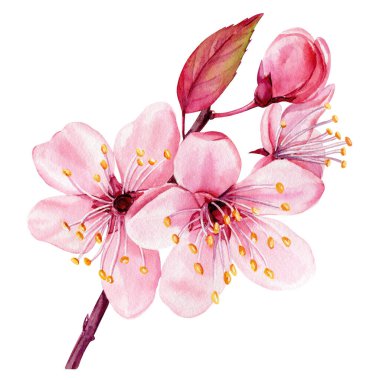 Suluboya sakura çiçekleri, izole edilmiş bitki örtüsü, pembe bahar çiçekli kiraz ağacı dalları. Botanik illüstrasyon. Yüksek kaliteli illüstrasyon