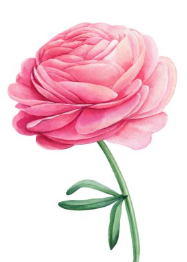 Pembe suluboya çiçek, ranunculus, gül çiçeği, botanik illüstrasyon El boyanmış çiçek şakayığı. Yüksek kaliteli illüstrasyon