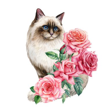 Arkaplanda gül çiçekleri olan güzel bir kedi. Suluboya resim, botanik çizim. Yüksek kaliteli illüstrasyon