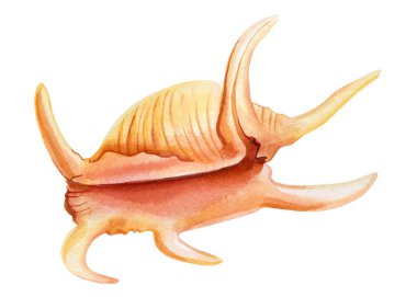 İzole edilmiş beyaz arka planda deniz kabuğu, suluboya resimli deniz kabuğu çizimi, yaz mevsimi tırmanışı. Yüksek kaliteli illüstrasyon