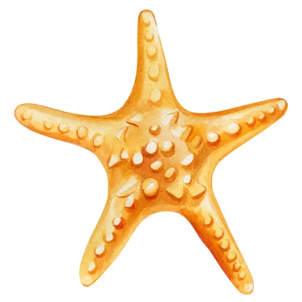 Starfish Απομονωμένο Λευκό Φόντο Ακουαρέλα Εικονογράφηση Θαλασσογραφία Ζωγραφιά Χέρι Κοχύλι Royalty Free Εικόνες Αρχείου