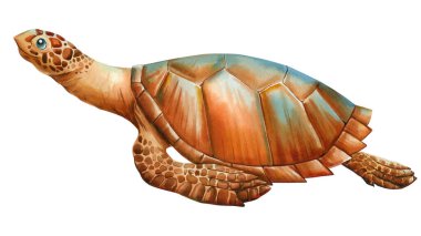 İzole edilmiş beyaz arka planda suluboya gerçekçi Deniz Kaplumbağası, suluboya çizimi. Yakından çizilmiş el çizimi. Yüksek kaliteli illüstrasyon