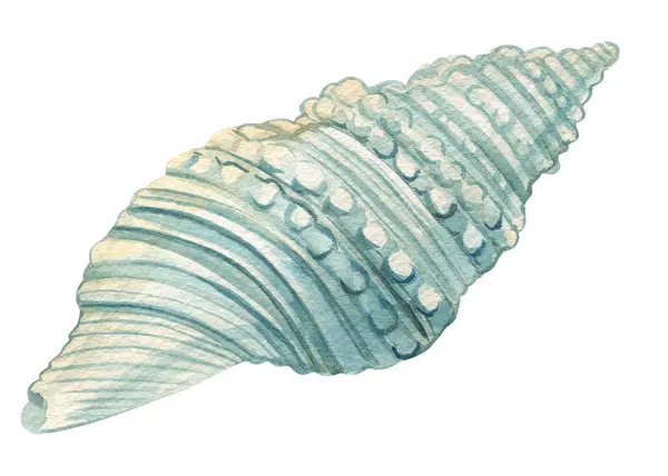 Seashell Kék Elszigetelt Fehér Háttér Akvarell Illusztráció Kagyló Kézi Rajz Stock Fotó