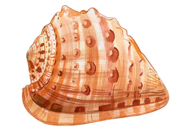 Seashell Απομονωμένο Λευκό Φόντο Ακουαρέλα Απεικόνιση Θαλάσσιο Κέλυφος Χέρι Ζωγραφική Εικόνα Αρχείου