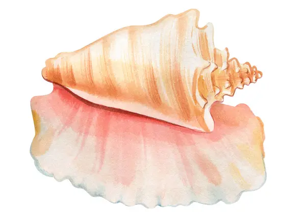 Seashell Απομονωμένο Λευκό Φόντο Ακουαρέλα Απεικόνιση Θαλάσσιο Κέλυφος Χέρι Ζωγραφική Εικόνα Αρχείου