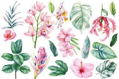 Tropik çiçek seti bitkiler, muz palmiyesi, incir ağacı, izole edilmiş beyaz bir zemin üzerinde canavar yaprakları suluboya çizimi, el çizimi, botanik resim. Yüksek kaliteli illüstrasyon