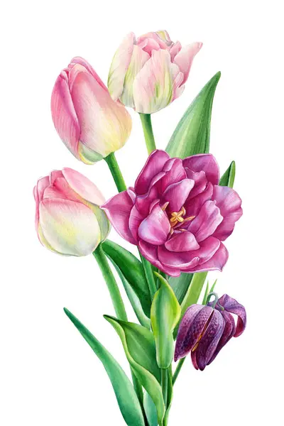 Tulipán Akvarell Csokor Kerti Virágok Levelek Virágos Pasztell Kézzel Rajzolt Jogdíjmentes Stock Fotók