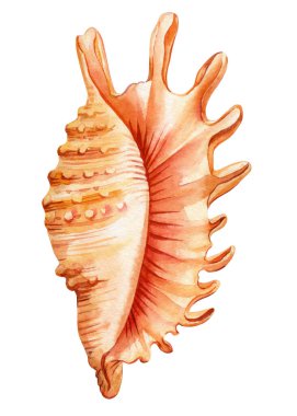 İzole edilmiş beyaz arka planda deniz kabuğu, suluboya resimli deniz kabuğu baskı, kart, tasarım için moda. Yüksek kaliteli illüstrasyon