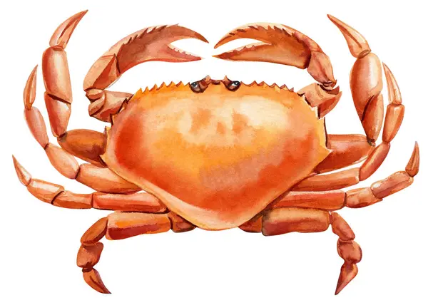 Krabba Isolerad Vit Bakgrund Akvarell Målning Krabba Illustration Marin Design Royaltyfria Stockfoton