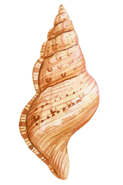 Seashell Απομονωμένο Λευκό Φόντο Ακουαρέλα Ζωγραφική Εικόνα Θάλασσα Κέλυφος Trendy Εικόνα Αρχείου