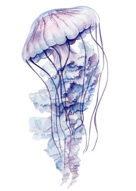 Denizanası beyaz arka planı izole etti. Sulu boyalı tropikal denizanası tasarım ve baskı için. Su altında vahşi yaşam. Yüksek kaliteli illüstrasyon