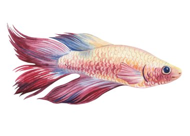 Beyaz arka planda izole edilmiş akvaryum balığı suluboya. Deniz hayatı resmi. Suluboya renkli Beta balığı pembesi. Yüksek kaliteli illüstrasyon