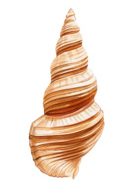 İzole edilmiş beyaz arka planda deniz kabuğu, suluboya resimli deniz kabuğu baskı, kart, tasarım için moda. Yüksek kaliteli illüstrasyon