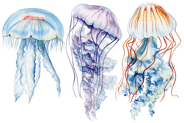 Медузы Изолированы Белый Фон Акварелью Окрашены Тропические Медузы Водные Иллюстрации Лицензионные Стоковые Фото