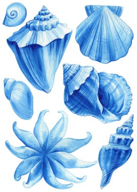 Seashell, starfish, scallop. Sea creatures set watercolor illustration. Hand drawn blue ocean clipart elements design for greeting card, wallpaper, fabric. High quality illustration clipart