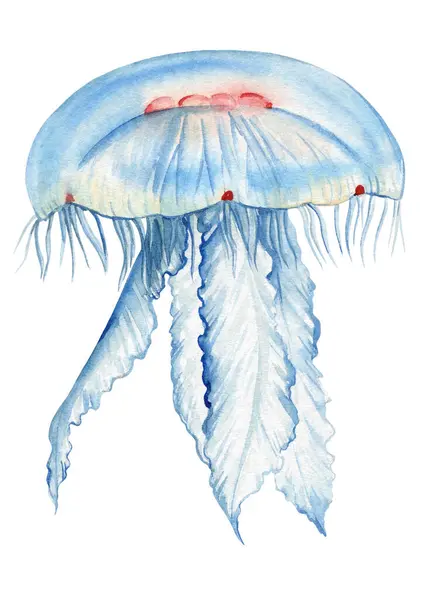 Medúzy Izolované Bílé Pozadí Akvarel Malované Tropické Medúzy Vodní Ilustrace Royalty Free Stock Fotografie