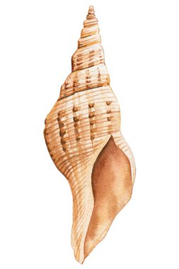 İzole edilmiş beyaz arka planda deniz kabuğu, suluboya resimli deniz kabuğu baskı, kart, tasarım için moda. Yüksek kaliteli illüstrasyon