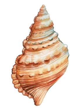 İzole edilmiş beyaz arka planda deniz kabuğu, suluboya resimli deniz kabuğu baskı, kart, tasarım için moda. Yüksek kaliteli illüstrasyon