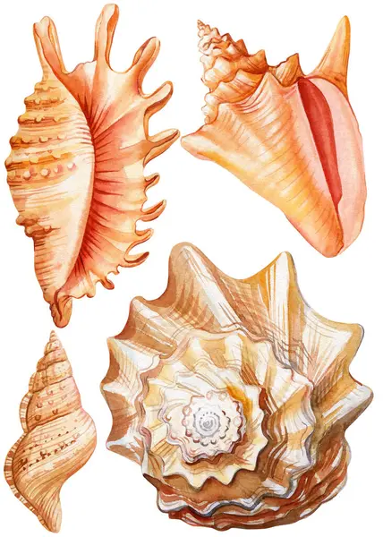Set Seashells Isolated White Background Watercolor Painting Illustration Sea Shells Stock Obrázky