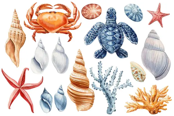 Muscheln Seesterne Krabben Und Korallen Aquarell Cliparts Schöne Marine Design lizenzfreie Stockbilder