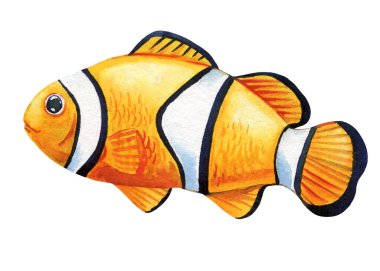 Beyaz arka planda izole edilmiş balık suluboya. Suyun altında, tropikal balıkların resmini çizen bir el. Yüksek kaliteli illüstrasyon