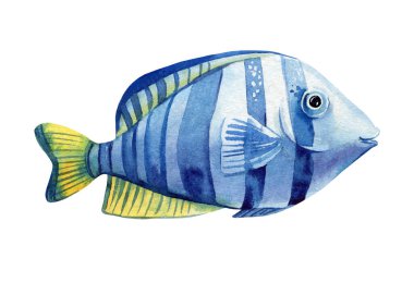 Beyaz arka planda izole edilmiş balık suluboya. Suyun altında, tropikal balıkların resmini çizen bir el. Yüksek kaliteli illüstrasyon