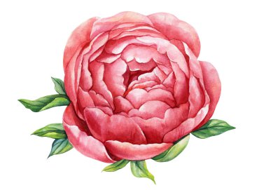 Beyaz arka planda şakayık çiçekleri, tasarım için çiçek elementleri, botanik resimli suluboya. Yaz çiçeği. Yüksek kaliteli illüstrasyon