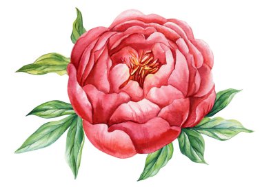 Beyaz arka planda şakayık çiçekleri, tasarım için çiçek elementleri, botanik resimli suluboya. Yaz çiçeği. Yüksek kaliteli illüstrasyon