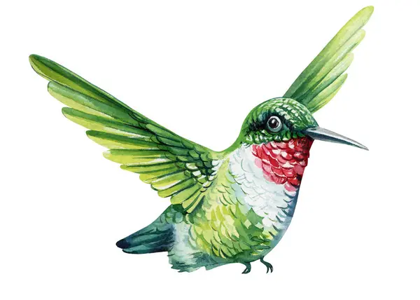 Kolibri Aquarell Handgemalter Tropischer Vogel Isoliert Auf Weißem Hintergrund Aquarell Stockbild