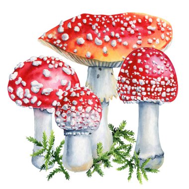 Mushrooms, Hand drawn realistic fly agaric watercolor painting isolated, beautiful forest composition for design, poster. High quality illustration clipart