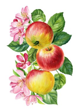 Çiçekli ve yeşil yapraklı elma, beyaz arka planda izole edilmiş olgun meyve, suluboya botanik çizimler için kompozisyon. Yüksek kaliteli illüstrasyon