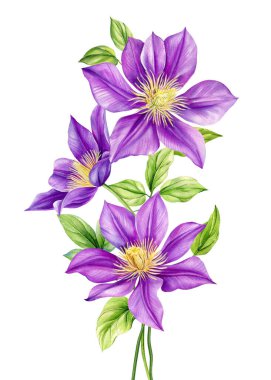 İzole edilmiş beyaz bir arka planda Violet Flower, suluboya resimli botanik resim, klematis çiçekli Flora tebrik kartı. Yüksek kaliteli illüstrasyon