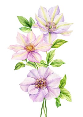 İzole edilmiş beyaz arka planda pembe çiçek, suluboya resimli botanik resim, klematis çiçekli Flora tebrik kartı. Yüksek kaliteli illüstrasyon