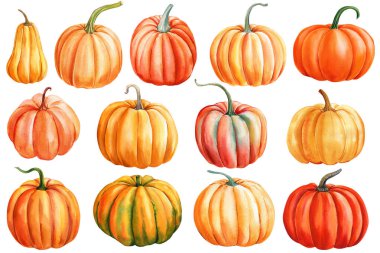 İzole edilmiş beyaz arka planda balkabakları. El boyası suluboya balkabağı seti, sonbahar botanik tabloları dökülmesi, sonbahar turuncu balkabağı kliması. Yüksek kaliteli illüstrasyon