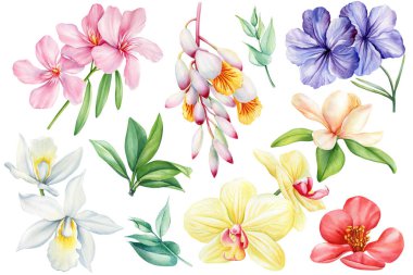 İzole edilmiş beyaz bir zemin üzerinde tropik çiçek ve yapraklar, suluboya resim çizimi, egzotik çiçek orkidesi, Magnolia, açelya ve ayva. Yüksek kaliteli illüstrasyon