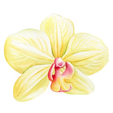 İzole edilmiş beyaz bir zemin üzerinde orkide tropikal çiçeği suluboya resim çizimi, egzotik sarı çiçek. Yüksek kaliteli illüstrasyon