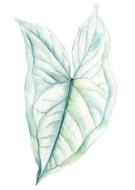 Egzotik yapraklar, suluboya botanik bahçe resimleri. Orman çizimleri, canavar yaprağı. İzole edilmiş beyaz arka planda tropik yeşil bitki. Yüksek kaliteli illüstrasyon