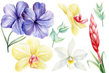 İzole edilmiş beyaz bir zemin üzerinde tropik çiçek ve yapraklar, suluboya resim çizimi, egzotik çiçek orkidesi, Magnolia, açelya ve ayva. Yüksek kaliteli illüstrasyon