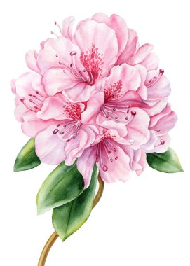 Tropik çiçek ve yapraklar, açelya beyaz arka plan, suluboya resim çizimi, rhododendron pembe çiçek, çiçek. Yüksek kaliteli illüstrasyon