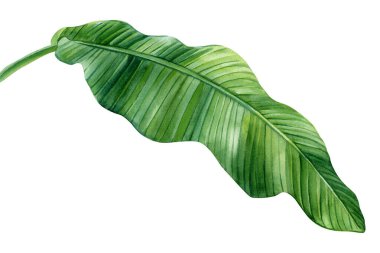 Muz palmiye yaprağı suluboya çizimleri beyaz arka planda izole tropikal palmiye yaprağı, dal yeşil bitki klipsleri. Yüksek kaliteli illüstrasyon