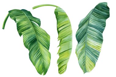 Palmiye yaprağı suluboya çizimleri beyaz arka planda izole tropikal palmiye yaprağı, botanik boya dalları yeşil bitki klipsleri. Yüksek kaliteli illüstrasyon