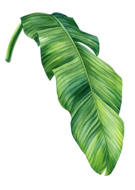 Palmiye yaprağı, suluboya çizimleri beyaz arka plan dalına izole edilmiş tropikal palmiye ağaçları yeşil muz yaprağı egzotik bitki klipsleri. Yüksek kaliteli illüstrasyon