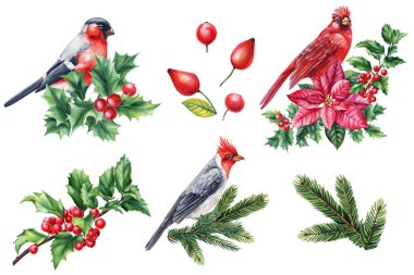 Set Birds, Red Cardinal, Holly Berry şubesi, poinsettia. Suluboya resimli kırmızı kuş boyalı el çizimi. Yüksek kaliteli illüstrasyon