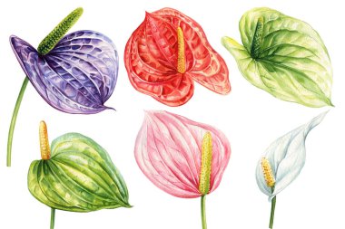 Anthuriums Suluboya Botanik Çizim. El çizimi tropik çiçekler tebrik kartları, Clipart. Renkli egzotik bitki örtüsü. Yüksek kaliteli illüstrasyon